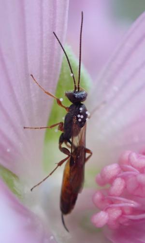 Réf. 248 096 : Campopleginae inconnu